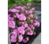 Азалия японская Розинетта (Rosinetta) С2, 2,5года
